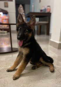 Two and a half Workline Breed Female German Sheperd Puppy