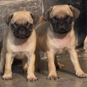 Two Pug Puppies in Chandigarh | Jalandhar | Delhi NCR