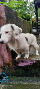 Two years old , pair dashes 