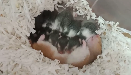 URGENT REHOMING (1 PAIR)