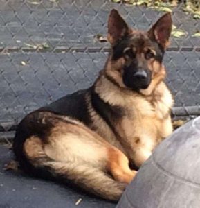 urgent sell 4 year old german shepaird  good health