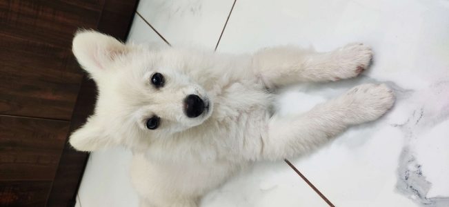 Urgent Sale.  White Male,3 Months old Spitz