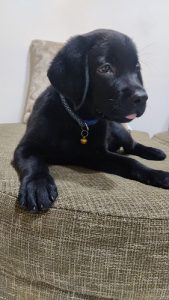 Vayu - Labrador Retriever