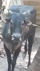 Vechoor bull