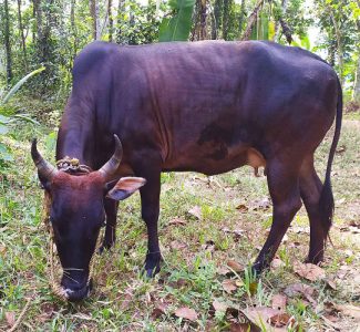 Vechoor Cow and calf for sale