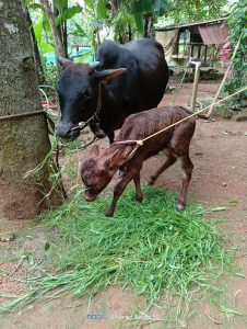 Vechoor cow and cattle