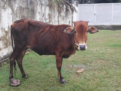 Vechoor cow