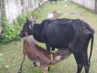 Vechoor Cow