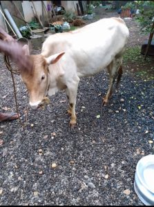 Vechoor cow for sale