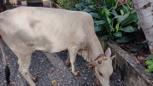 Vechoor Cow