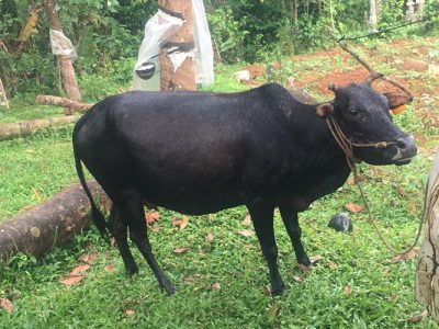 Vechoor cow