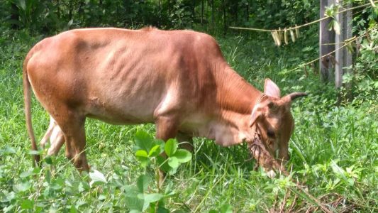 Vechoor cow for sale