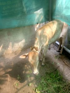 Vechoor cow 7 month heated