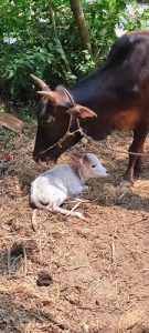 Vechoor cow with new born female calf - 9048194225