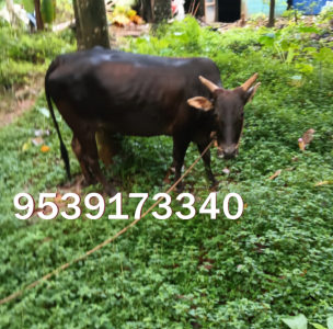 Vechoor cow ofr sale