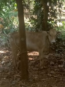 Vechoor cow. For sale only 30000