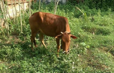Vechoor good quality cow for sale