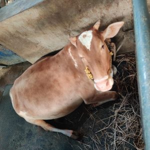 Vechor cow