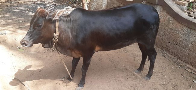 Vechur cow - 18 month old 