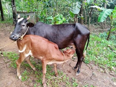 Vechur cow and calf female