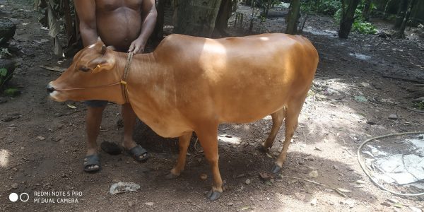Vechur Cow