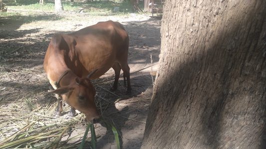 Vechur cow with female calf