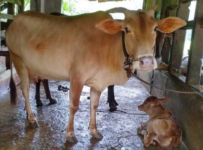 Vechur Cow and female calf for sale.
