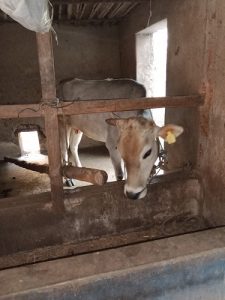 Vechuur cattle 3 months pregnant  phone 8594029902