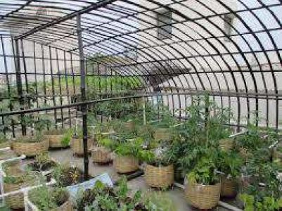 Vegetable Terrece Gardening