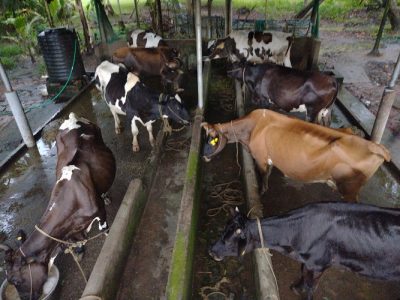 Veriety breeds of diary Cattles for sale
