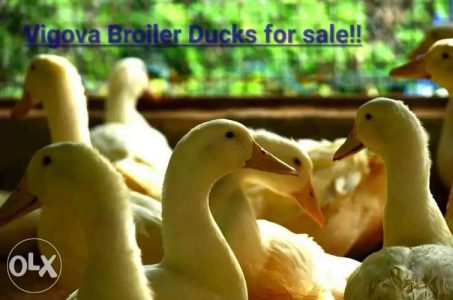 vigova broiler ducks 