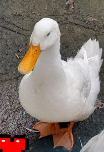 Vigova ducks for sale