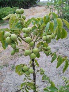 Walnut grafted plants for sale