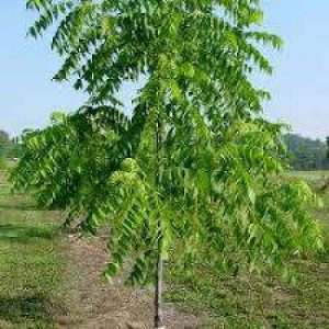  Walnut trees sale in kashmir