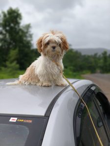 I want to sale my pet