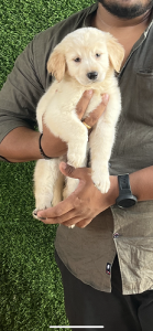 I want to sell 2 months old Golden Retriever