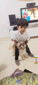 Want to sell my shih tzu
