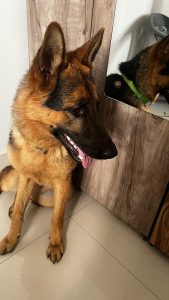 I want to sell my German shephard