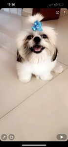I want to sell my shih tzu