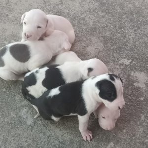 I want to sell my puppies