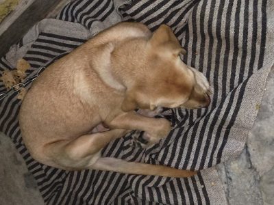 I want to sell my pet coz can't gave her time