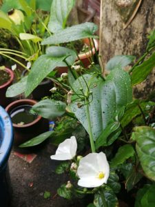WATER LILY & JAPONICA WATER PLANT