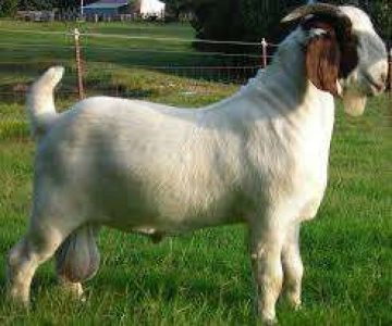 we  are  the best supplier of all  kind of goat