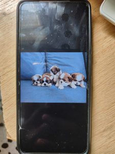 We have Shit Zu dogs just 45 days old for sale