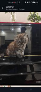 8 week siberian kittens for sale