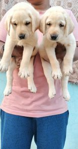 Welcome To Ashish Pet House