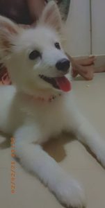 White color pomeranian 4 months old white