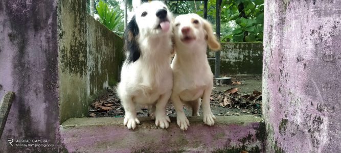 White Dash (Pair)4years old for
