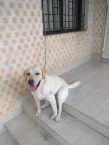 White male Labrador dog