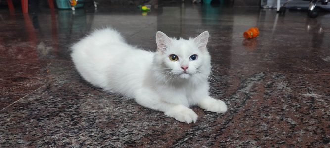 White Persian Cat for sale